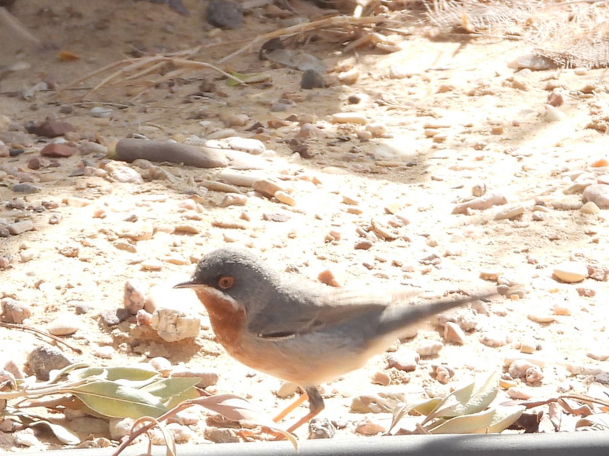 Eastern Subalpine Warbler - ML427569421