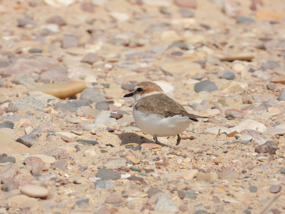 Kentish Plover - ML427569471