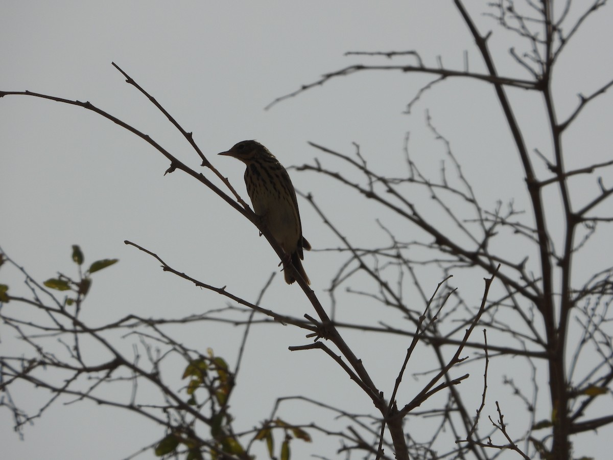 Tree Pipit - ML427570201