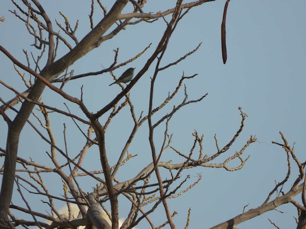 Common Chiffchaff - ML427570311