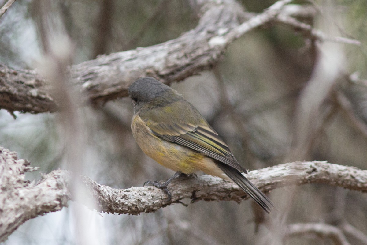 Siffleur doré (fuliginosa/occidentalis) - ML427571581