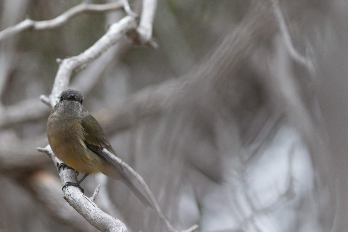 Siffleur doré (fuliginosa/occidentalis) - ML427571591
