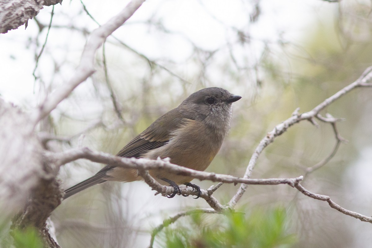 Siffleur doré (fuliginosa/occidentalis) - ML427571621