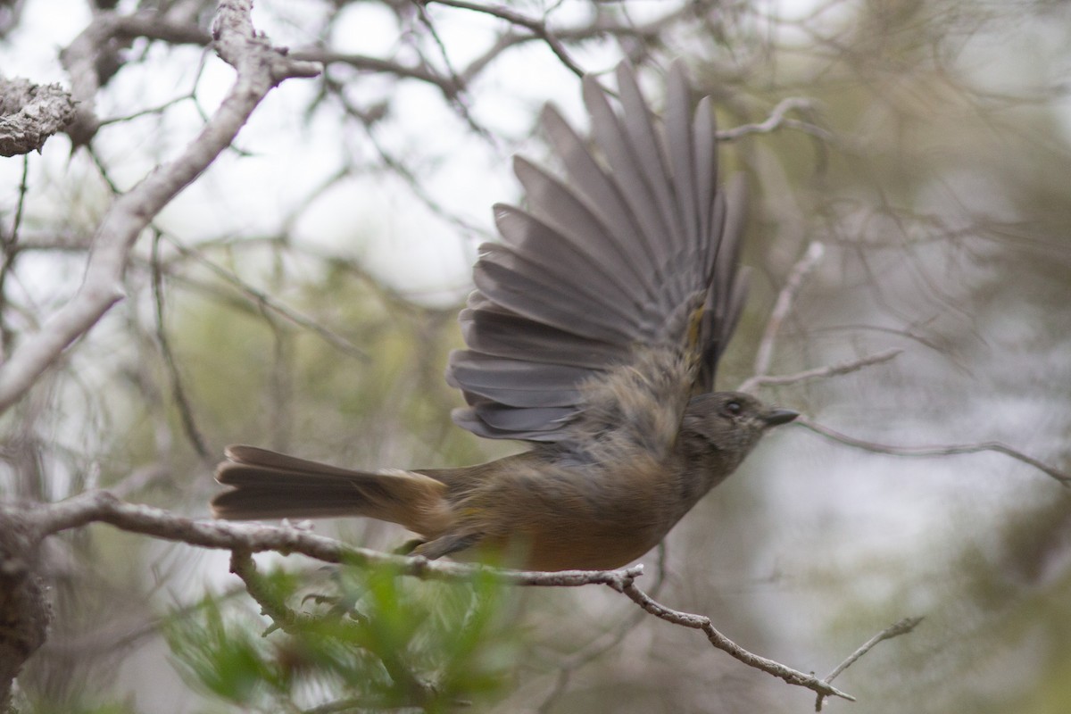 Siffleur doré (fuliginosa/occidentalis) - ML427571631