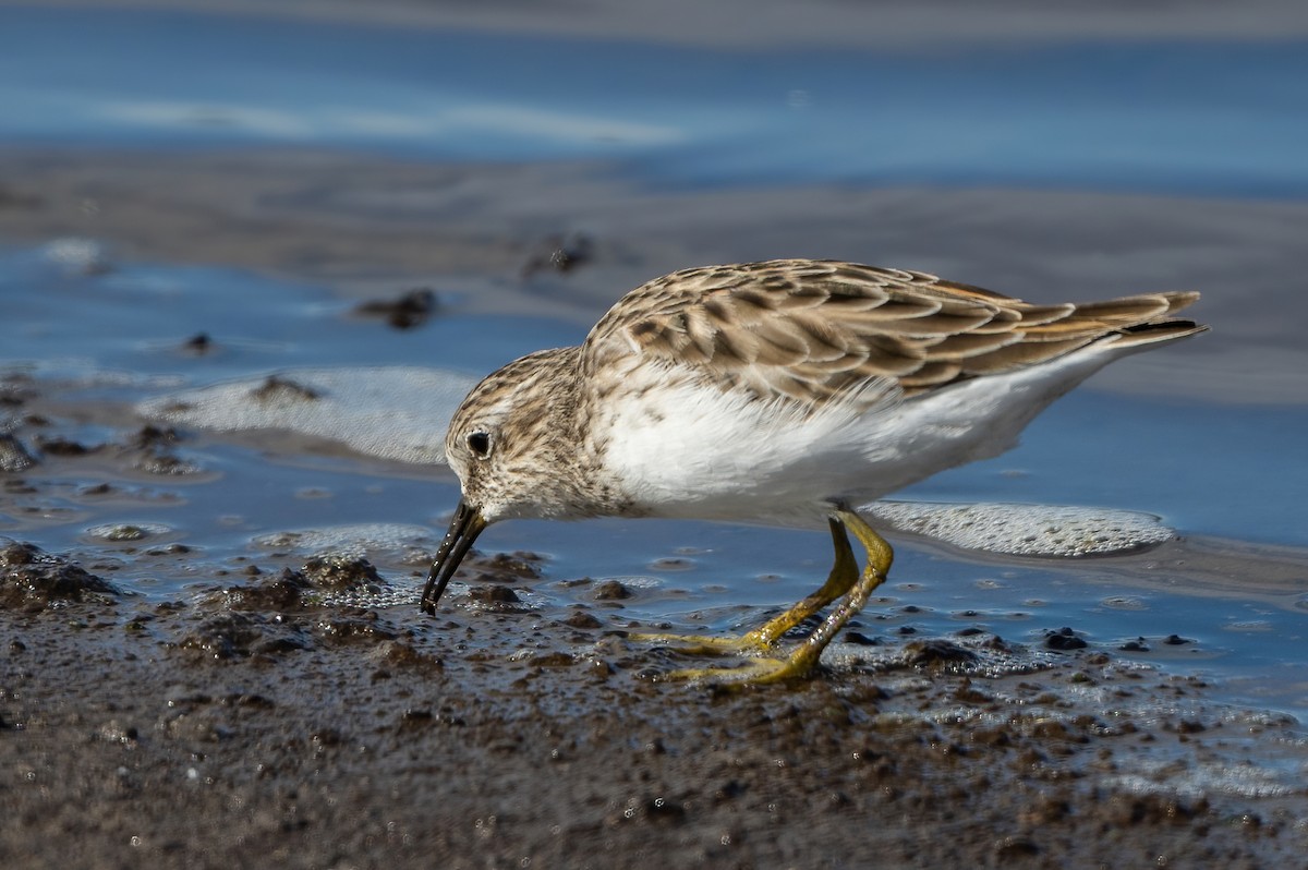 Least Sandpiper - Jian Mei