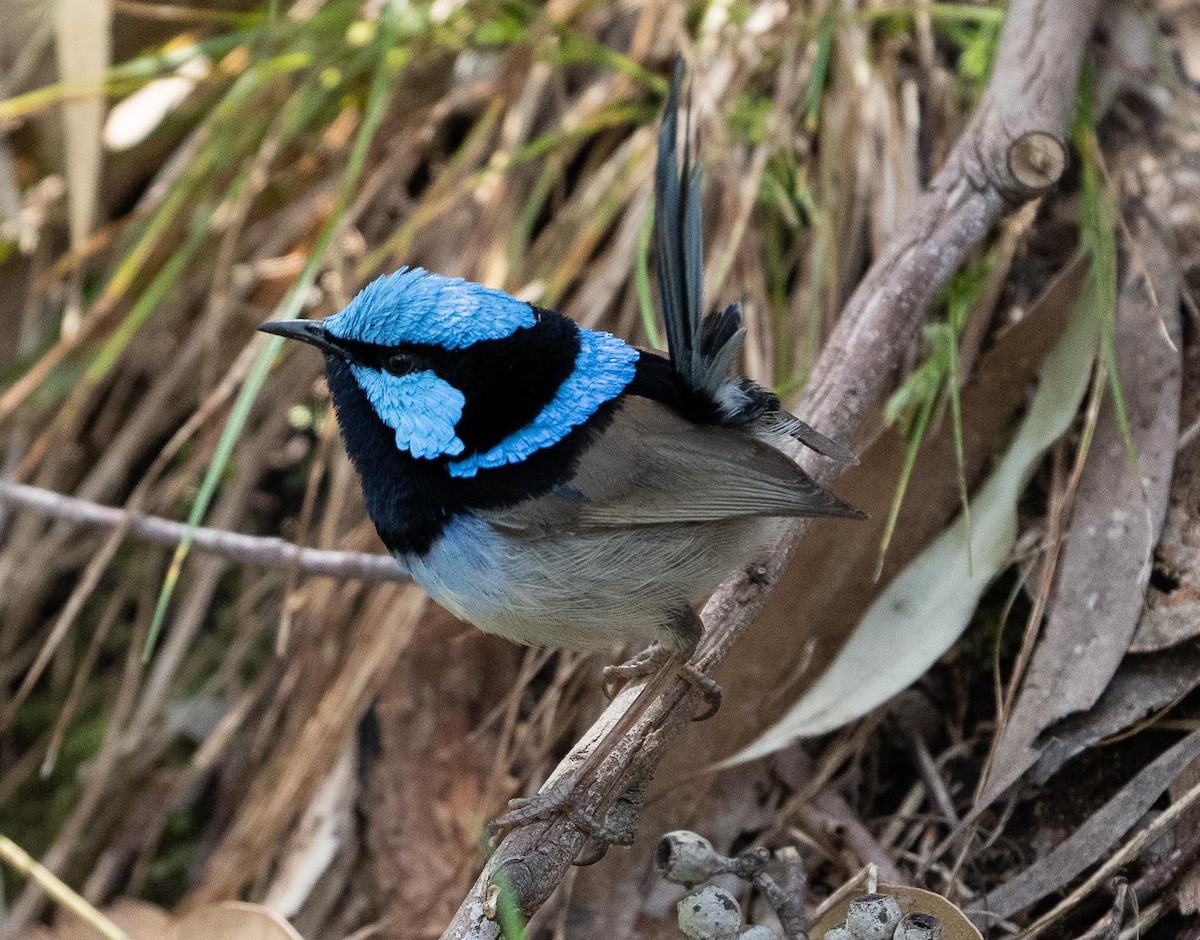 Superb Fairywren - ML427572881