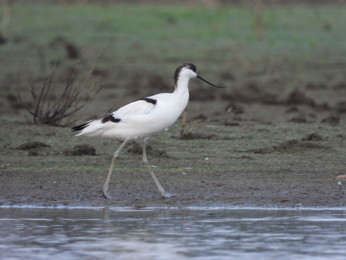 Avocette élégante - ML427575081