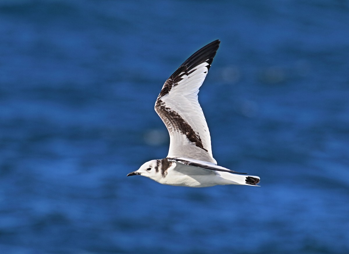 Mouette tridactyle - ML42757791