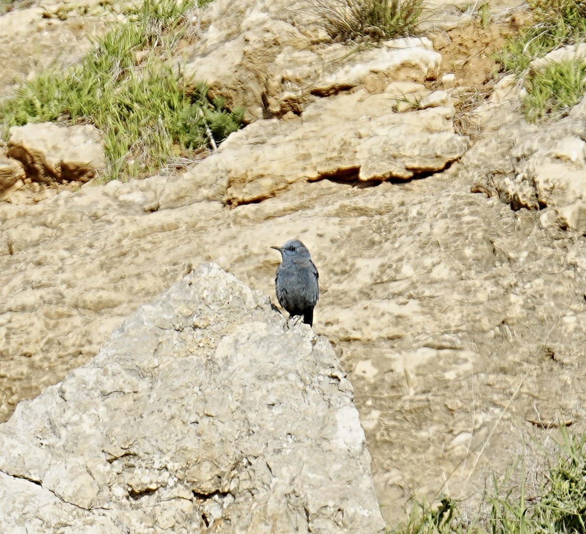 Цэнхэр жижир - ML427578601