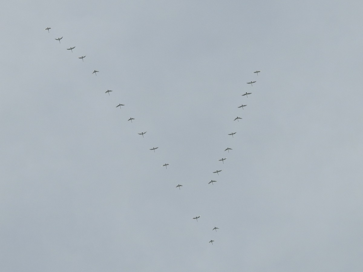 Tundra Swan - ML42757951
