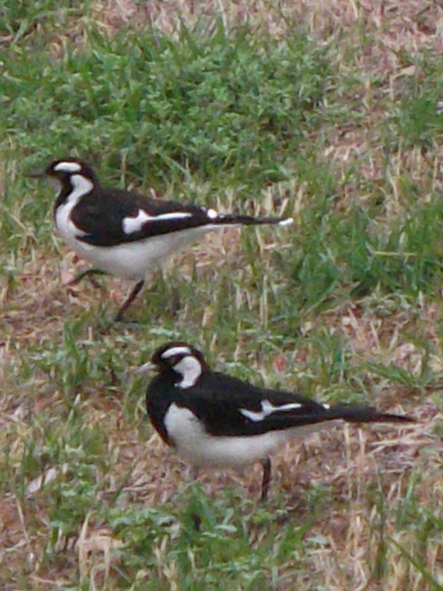 Magpie-lark - ML427579541