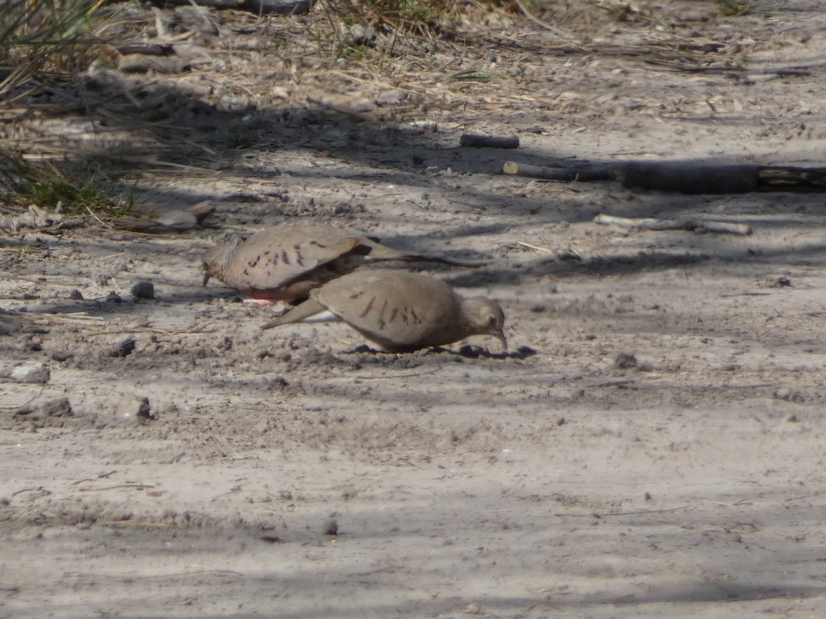 Common Ground Dove - ML427579601