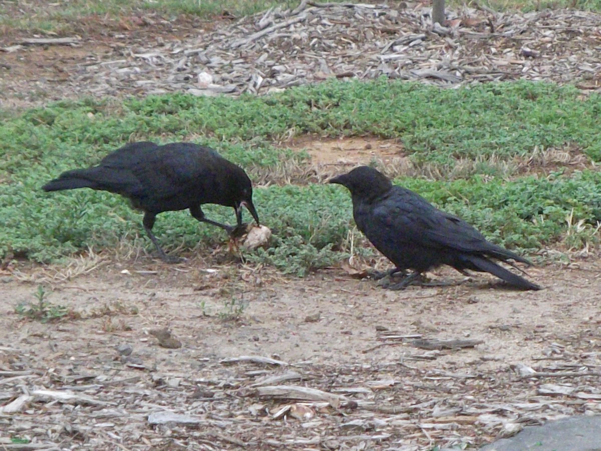 Little Raven - ML427579721