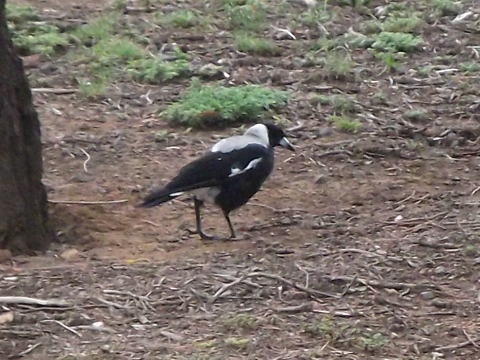 Australian Magpie - ML427579741