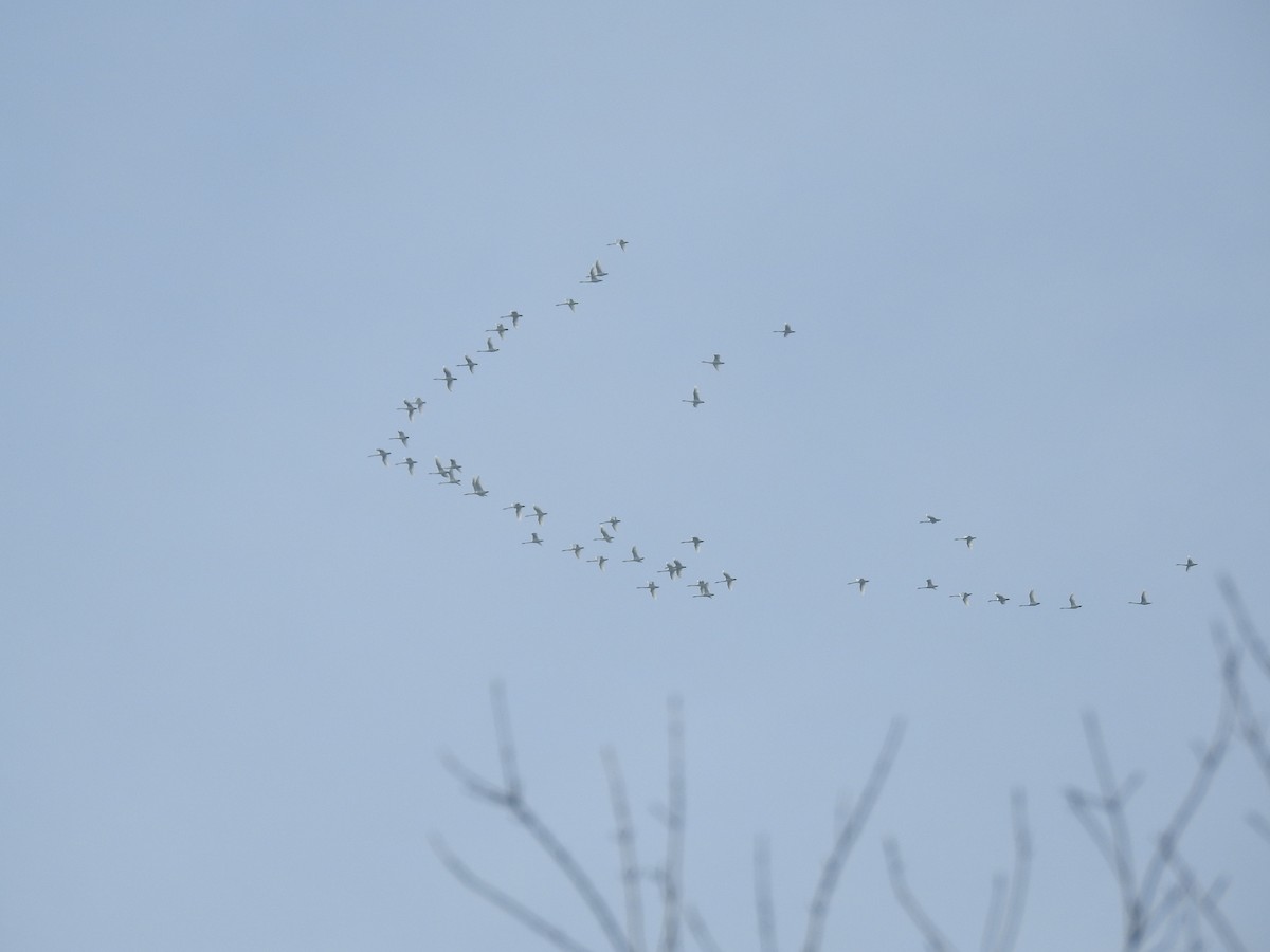 Tundra Swan - ML42757991