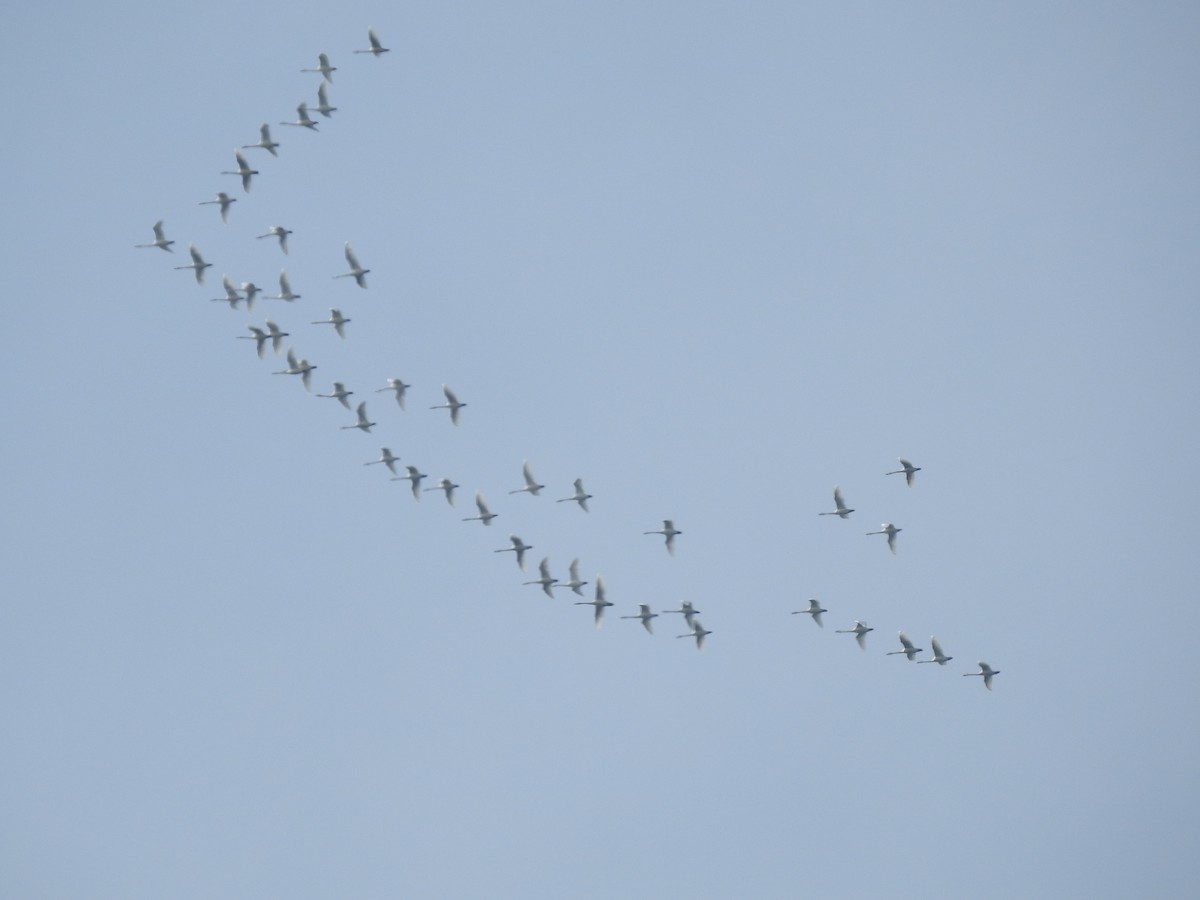 Tundra Swan - ML42758001