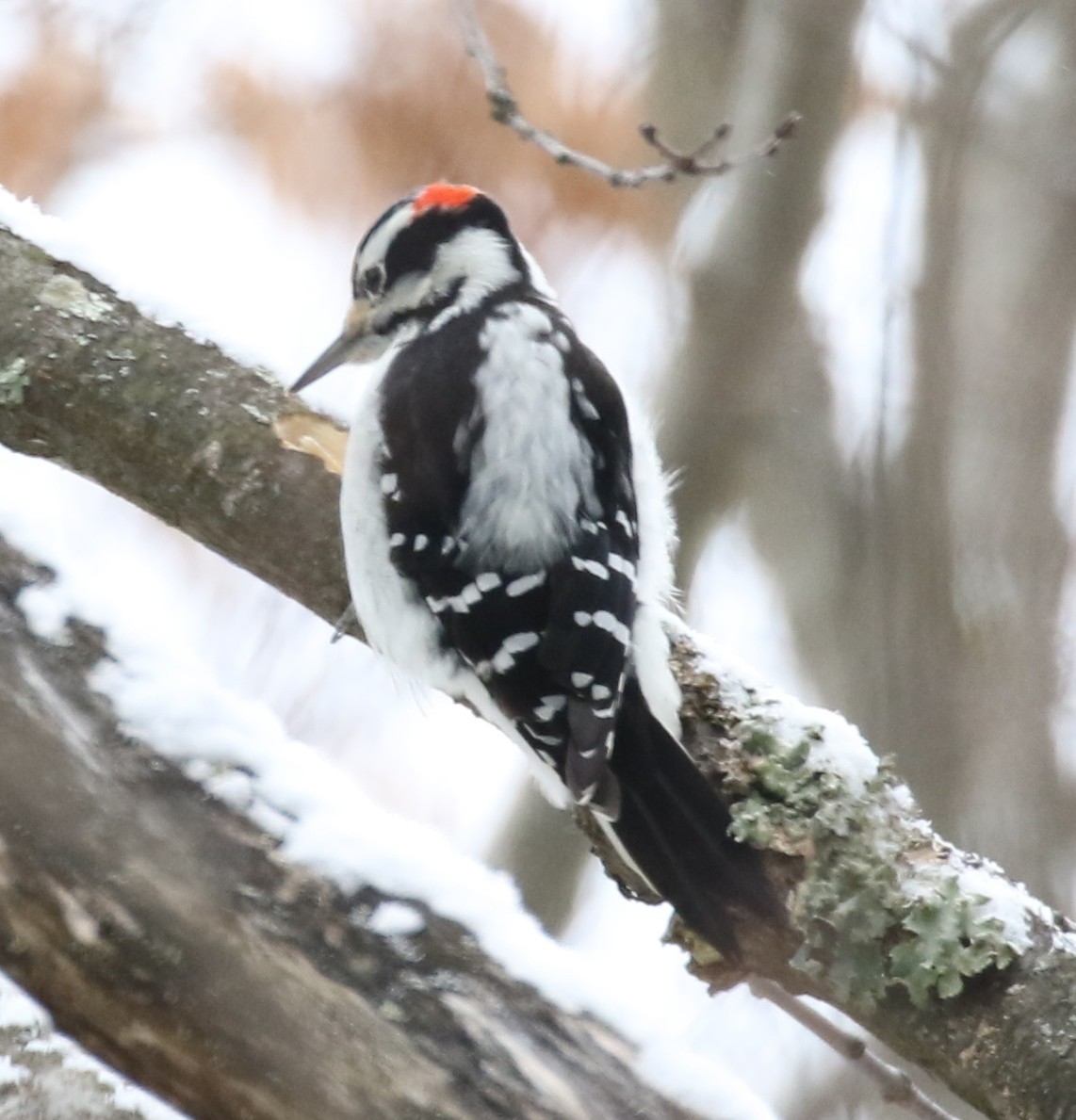 Hairy Woodpecker - ML42758011