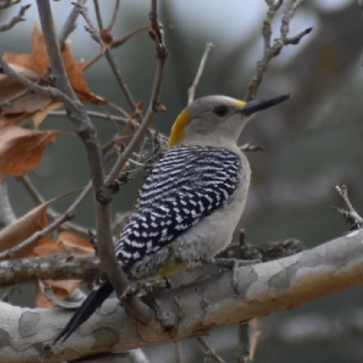 Golden-fronted Woodpecker - ML427580441