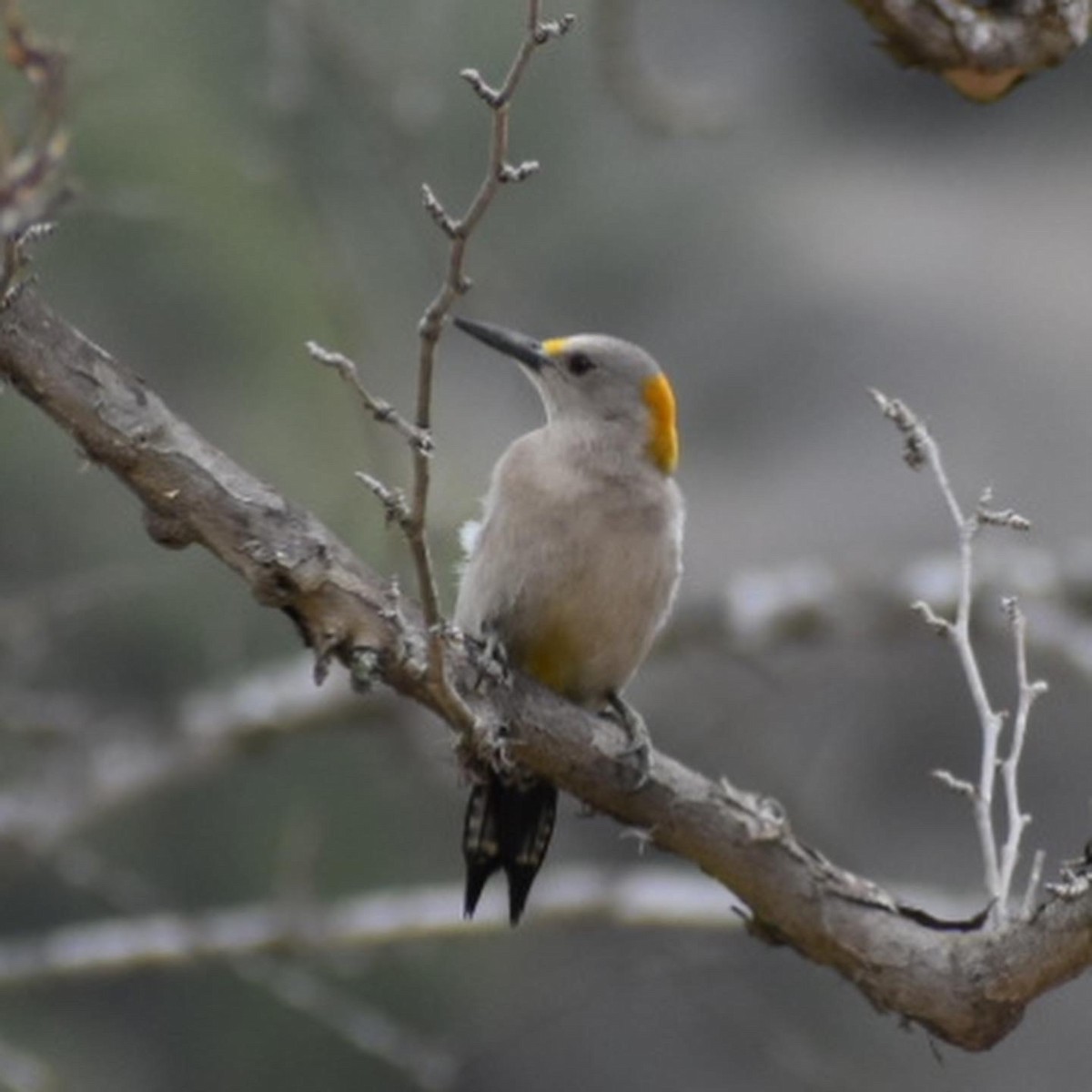 Golden-fronted Woodpecker - ML427580451