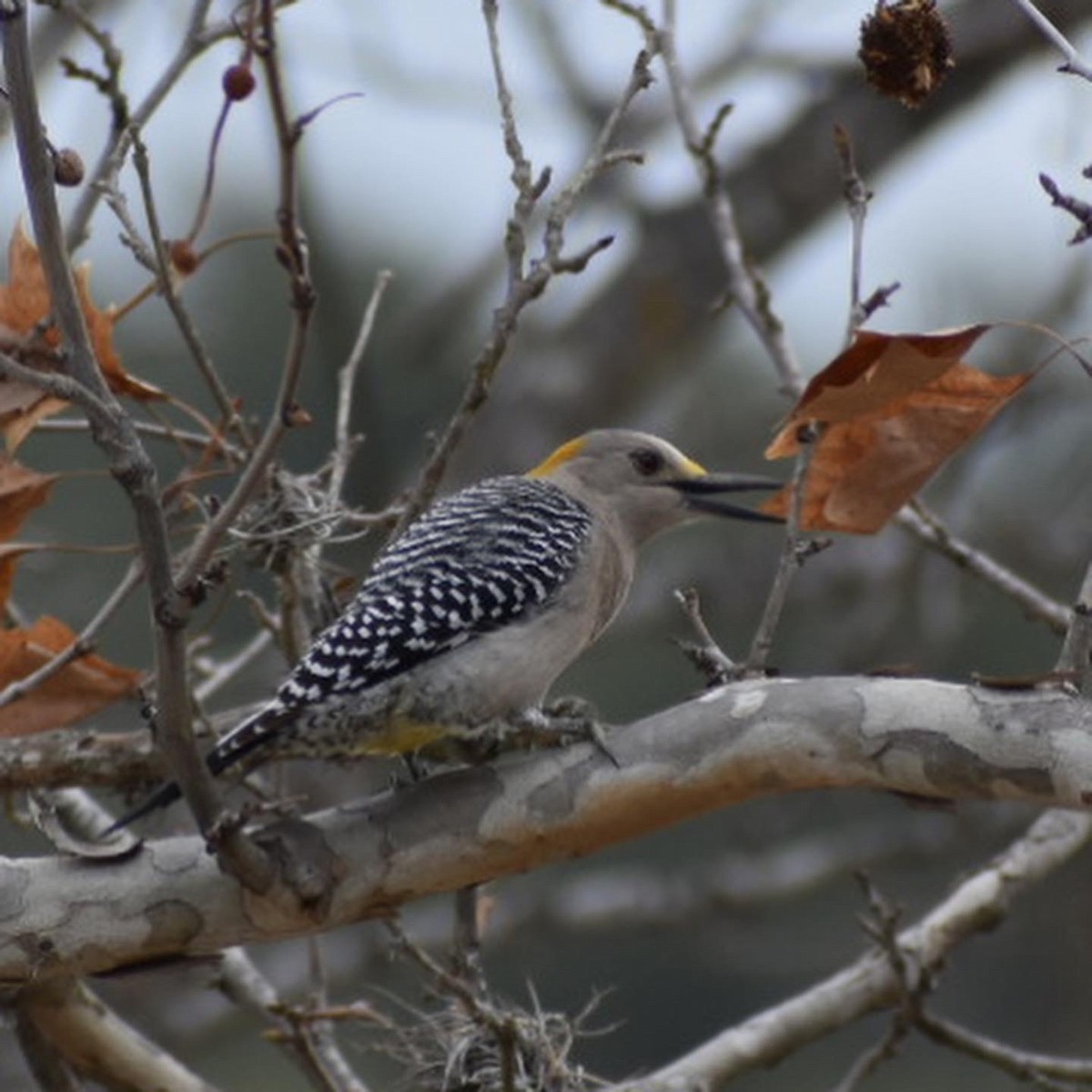 Golden-fronted Woodpecker - ML427580461