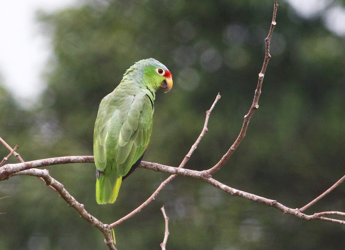 Amazona Frentirroja (autumnalis/salvini) - ML42758081