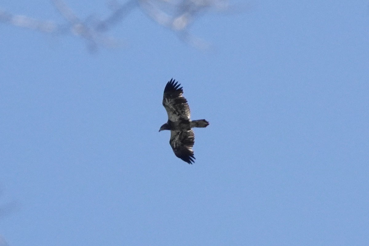 Bald Eagle - ML427580841