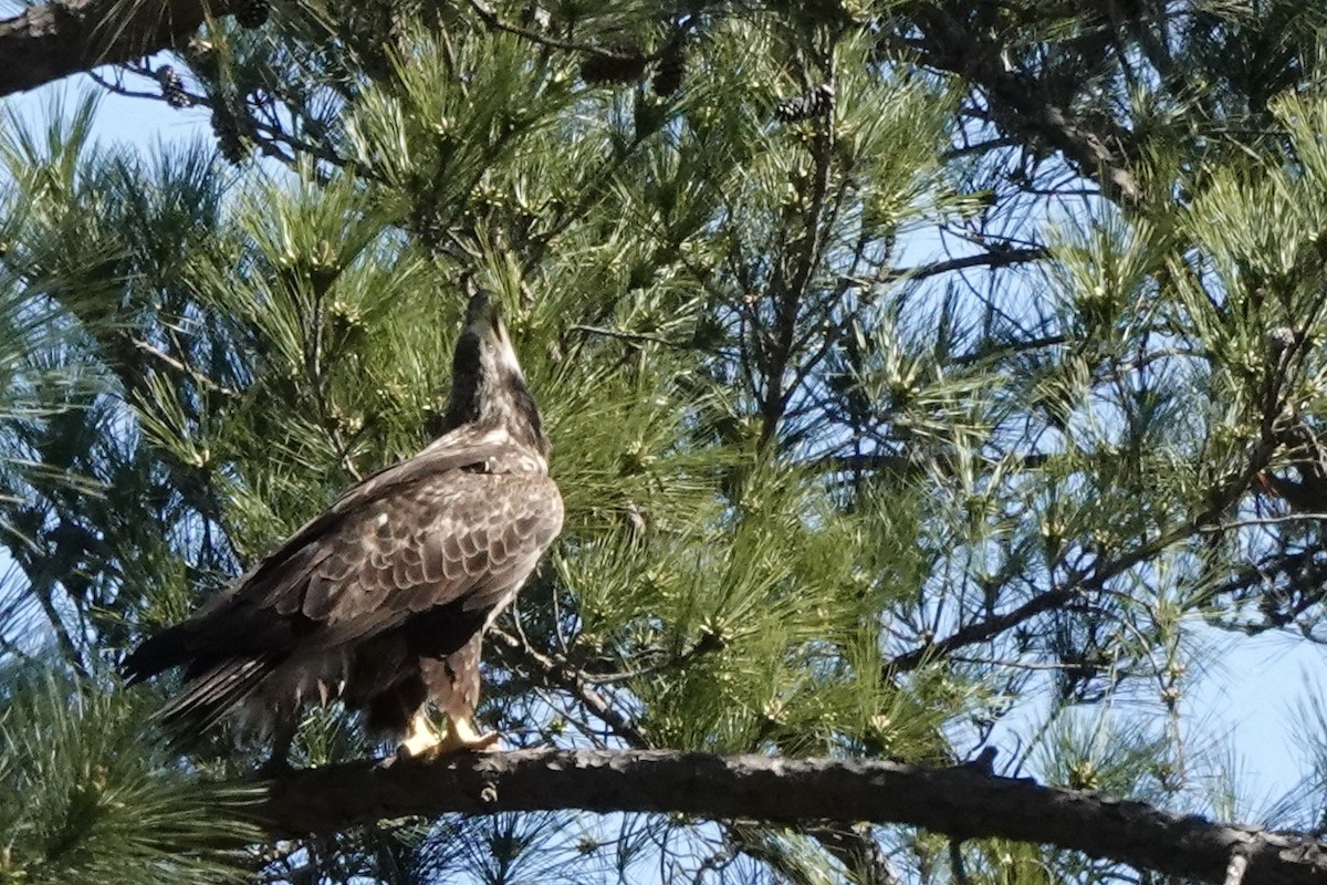 Weißkopf-Seeadler - ML427580871