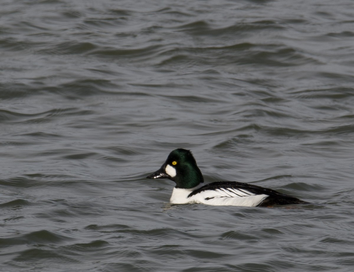 Common Goldeneye - ML427581011