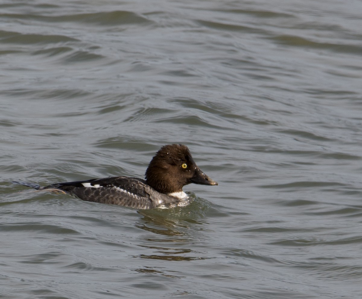 Common Goldeneye - ML427581021