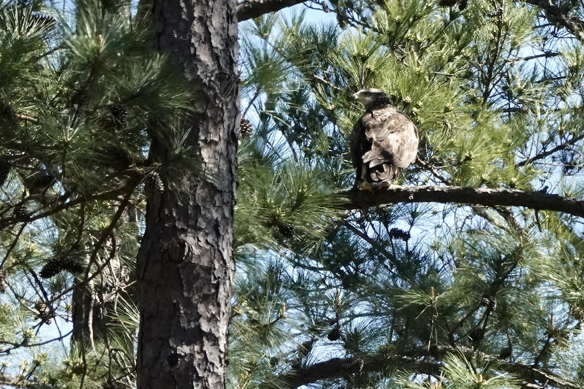 Weißkopf-Seeadler - ML427581171