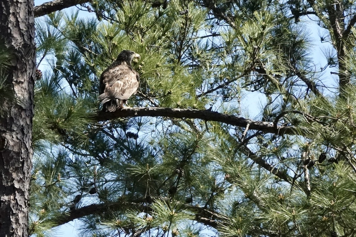 Bald Eagle - ML427581191