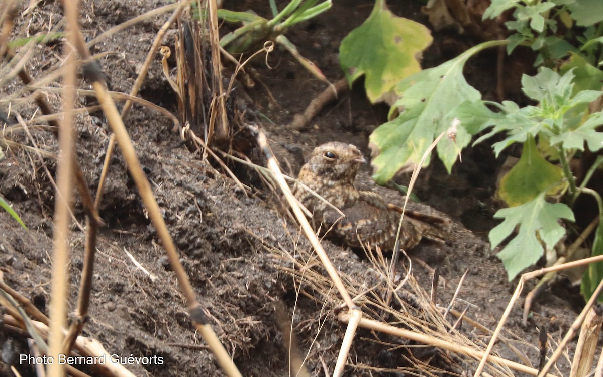 Standard-winged Nightjar - Bernard Guévorts
