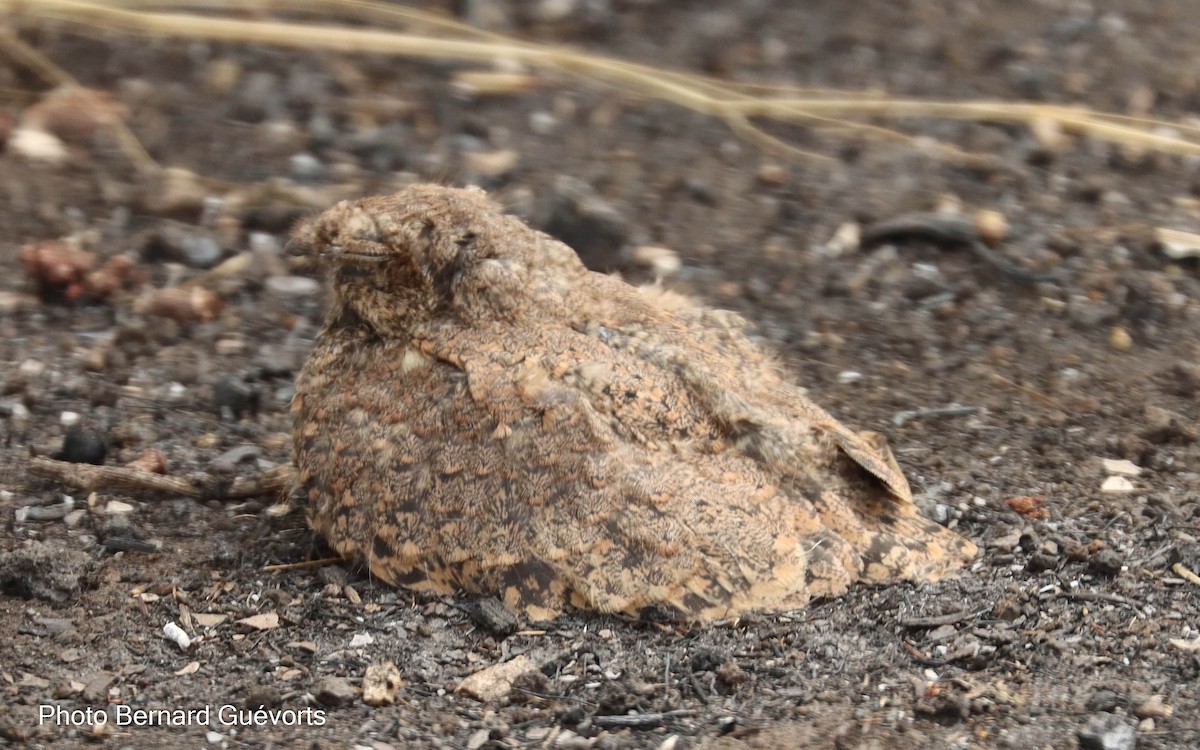 Standard-winged Nightjar - ML427581371