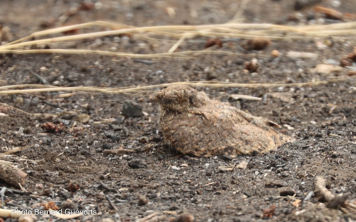 Standard-winged Nightjar - Bernard Guévorts
