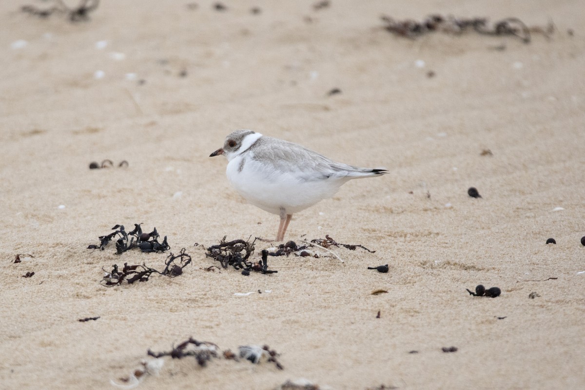 Hooded Plover - ML427582101