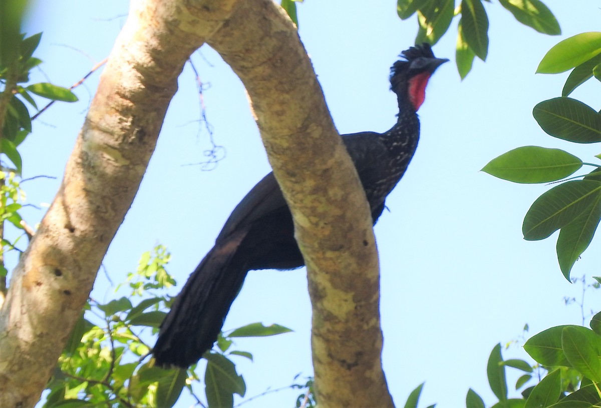Crested Guan - ML427582361