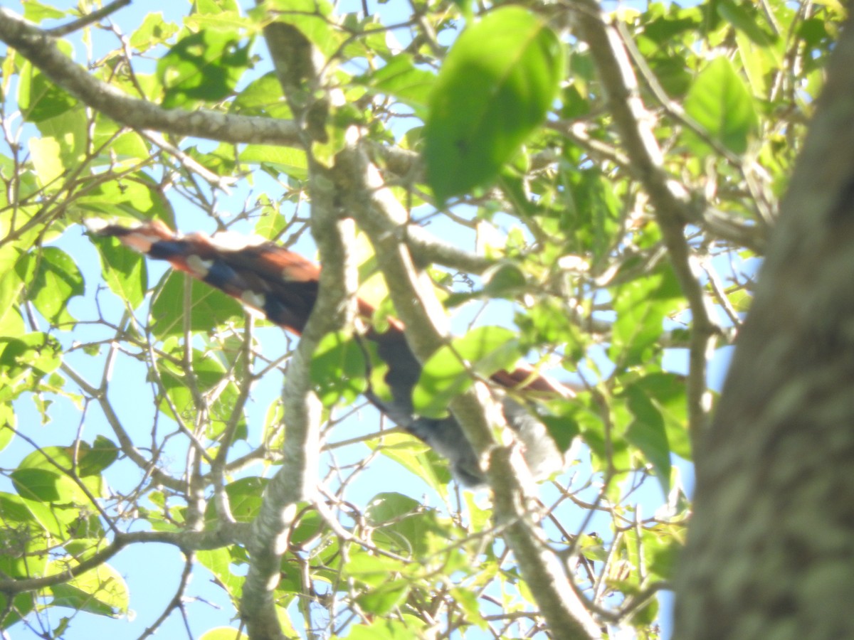 Squirrel Cuckoo - ML427582621