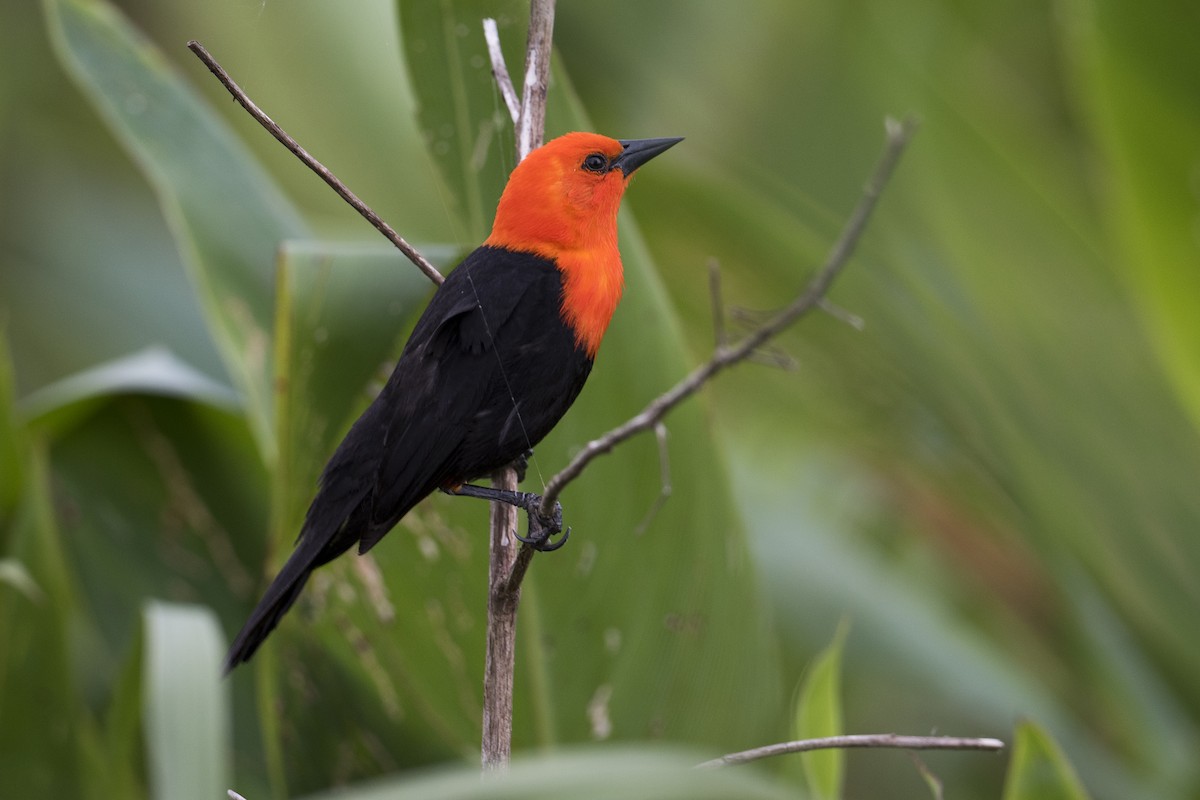 Scarlet-headed Blackbird - Luiz Carlos Ramassotti