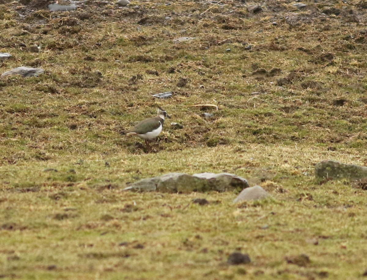 Northern Lapwing - ML427582741