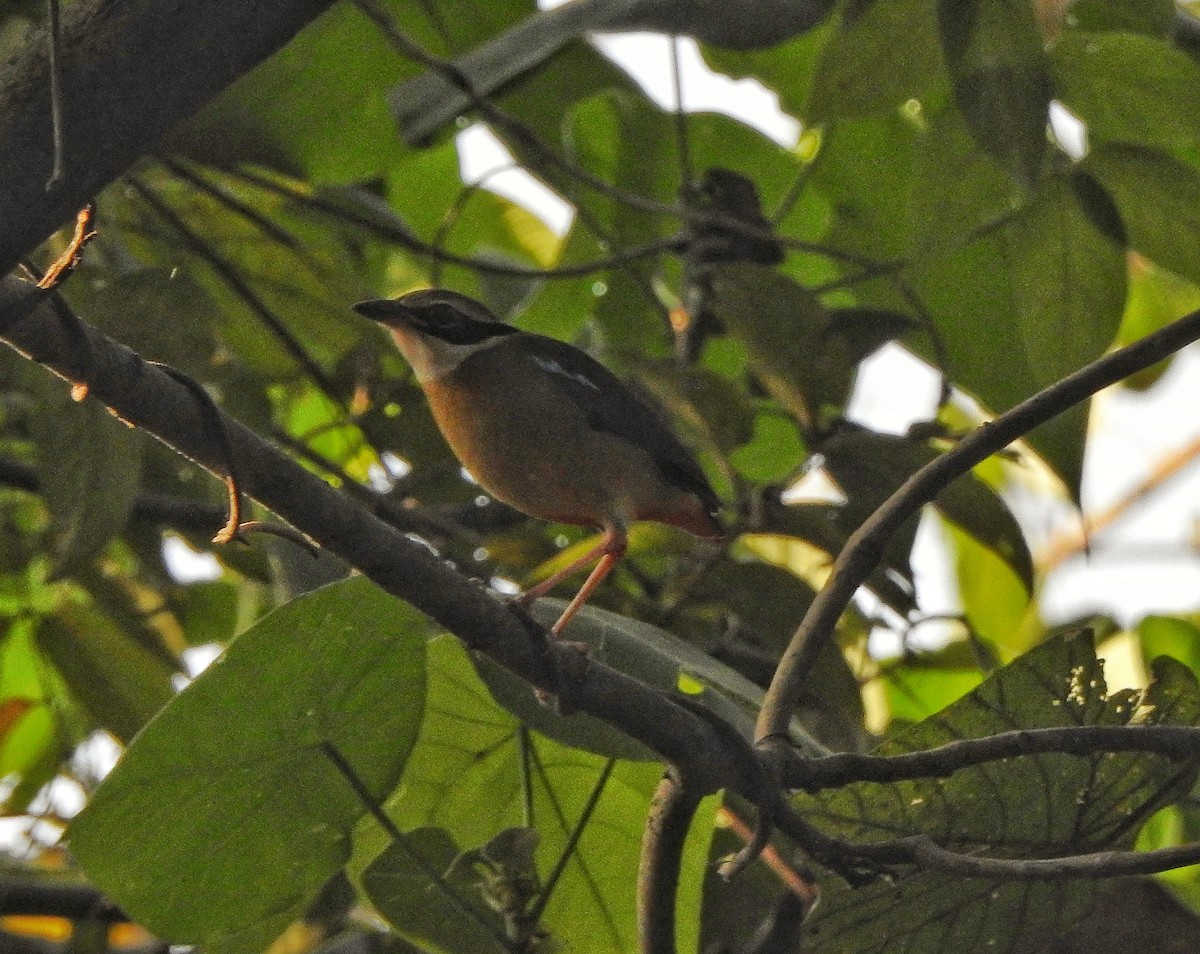 Indian Pitta - Afsar Nayakkan