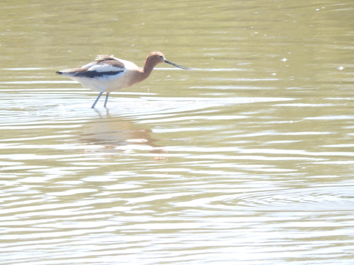 American Avocet - ML427583451