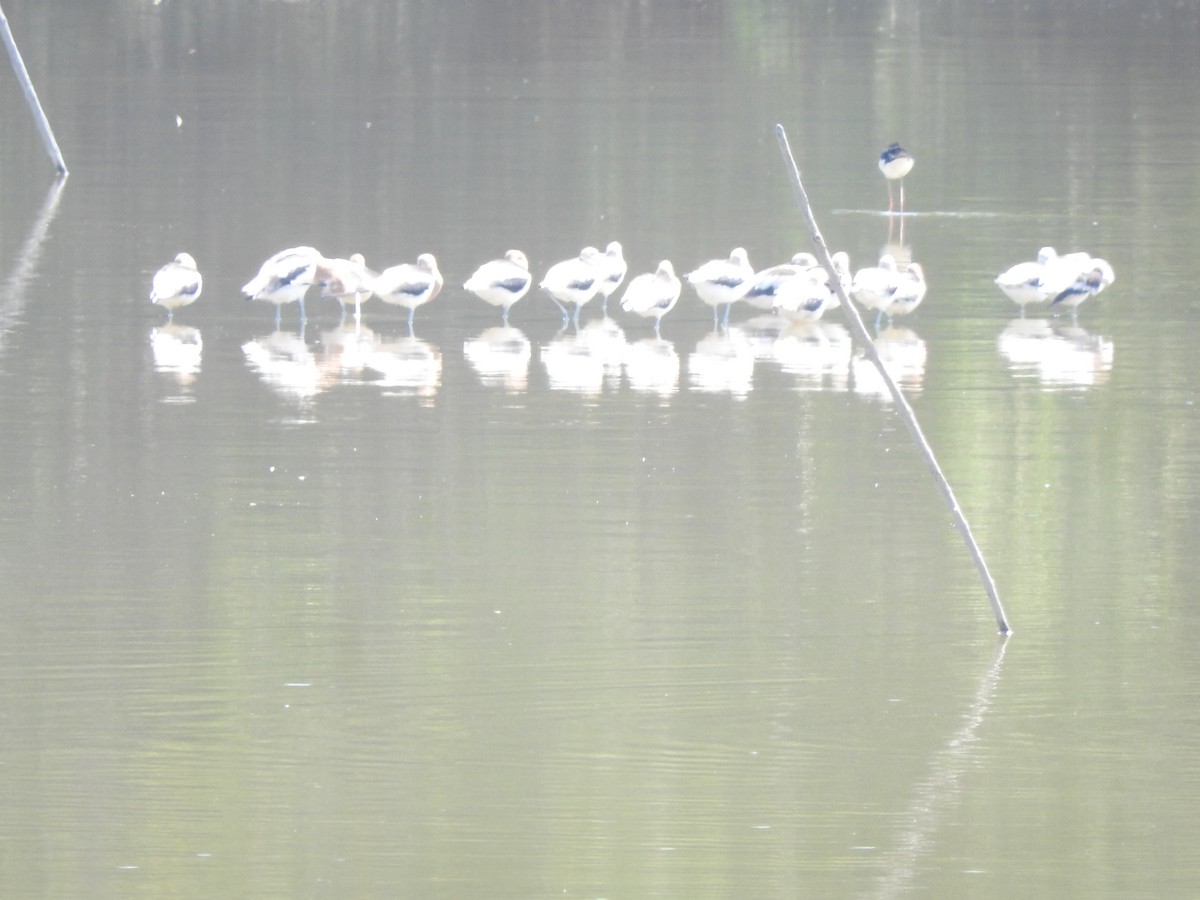 American Avocet - ML427583461