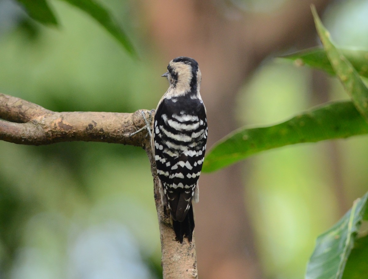 Gray-capped Pygmy Woodpecker - ML427583741