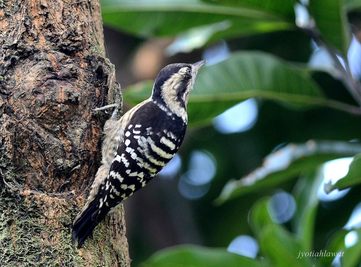 Gray-capped Pygmy Woodpecker - ML427583931