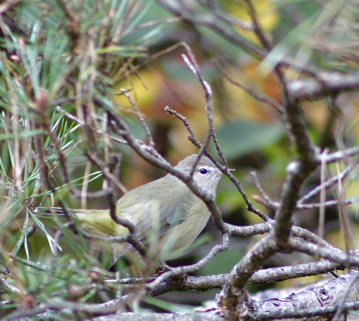 Orange-crowned Warbler - ML427586331