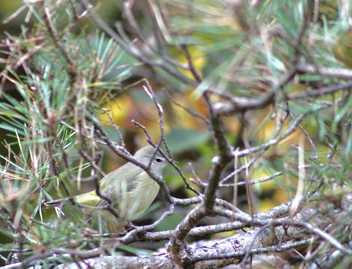 Orange-crowned Warbler - ML427586341