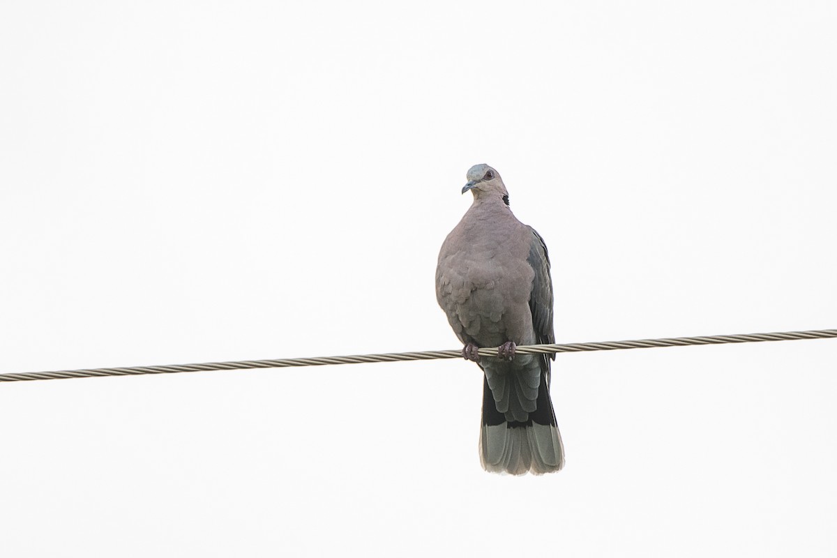 Red-eyed Dove - ML427586851