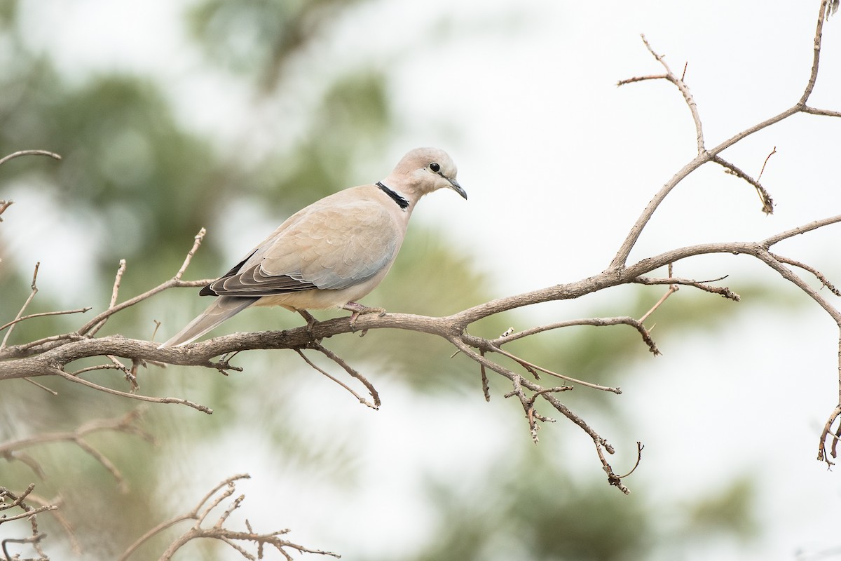 Ring-necked Dove - ML427586921