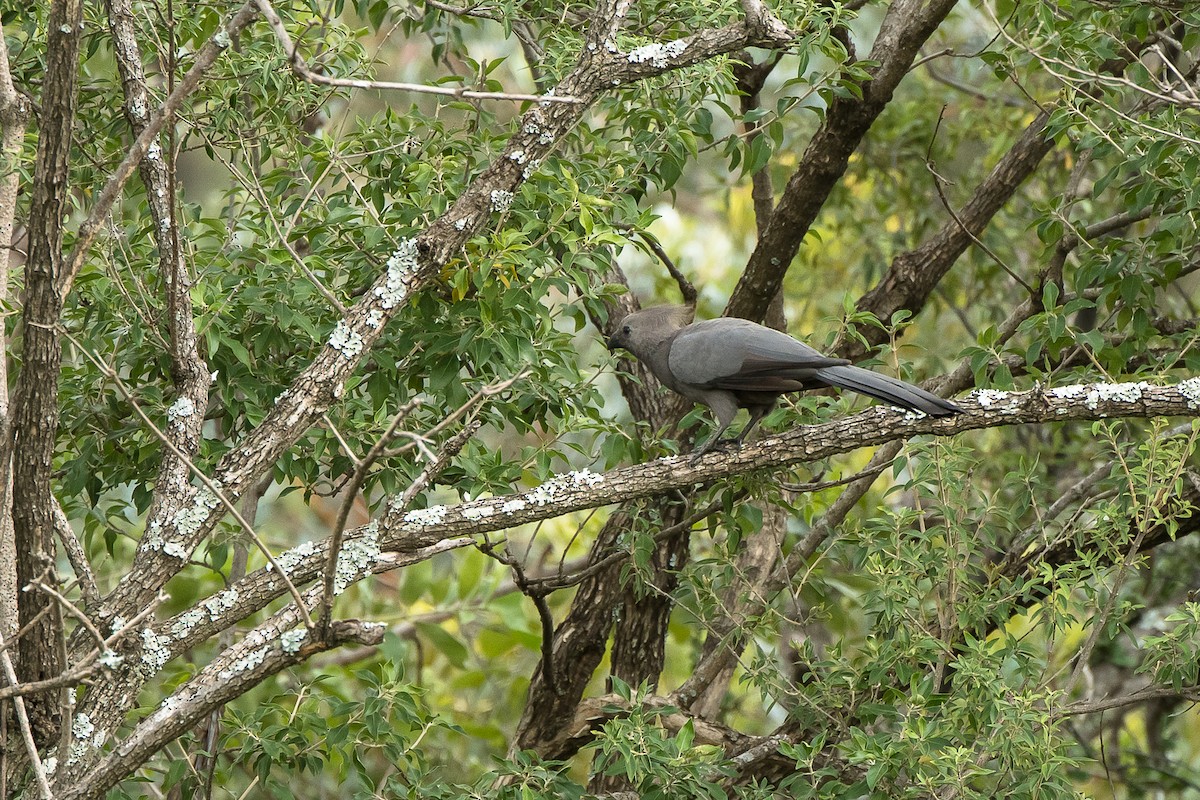 Gray Go-away-bird - ML427587171