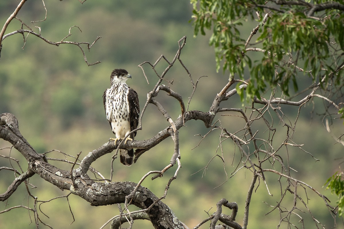 African Hawk-Eagle - ML427587211